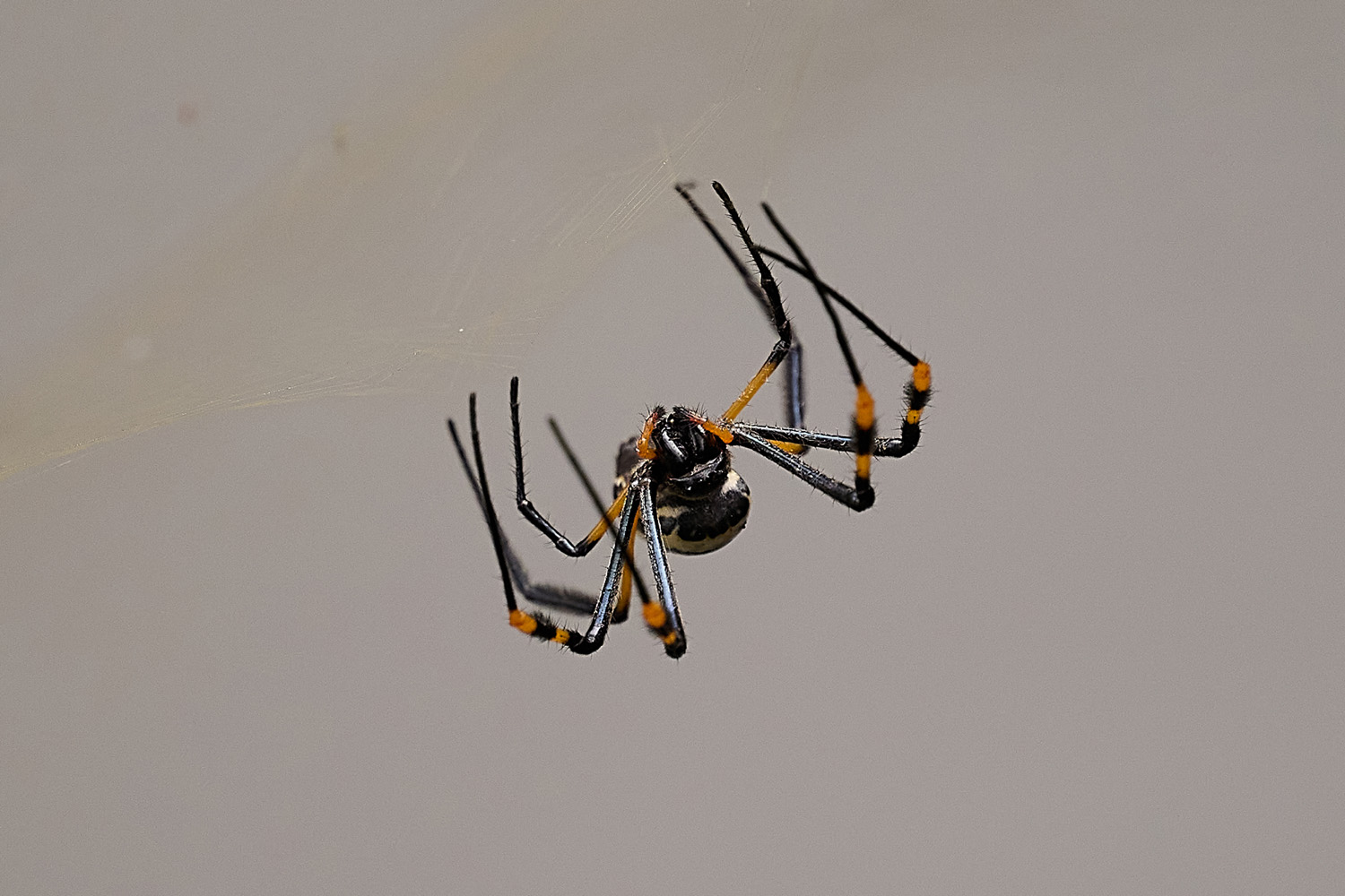 SEIDENSPINNE - GOLDEN ORB SPIDER