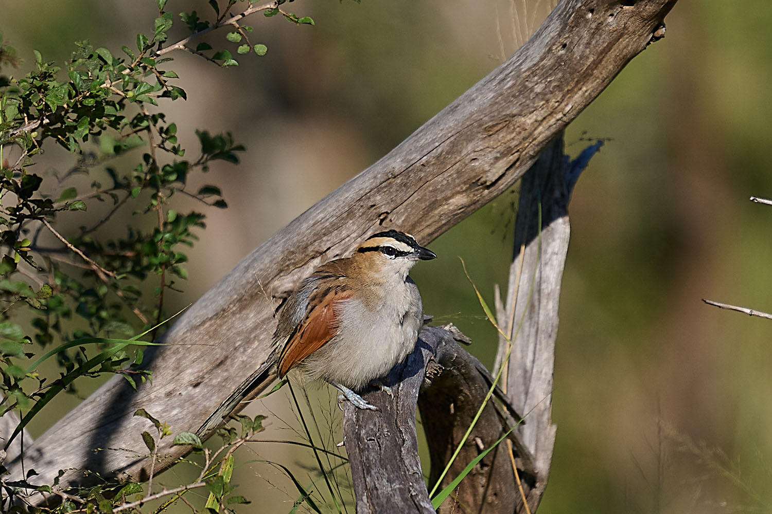 SENEGALTSCHAGRA – BLACK-CROWNED TCHAGRA