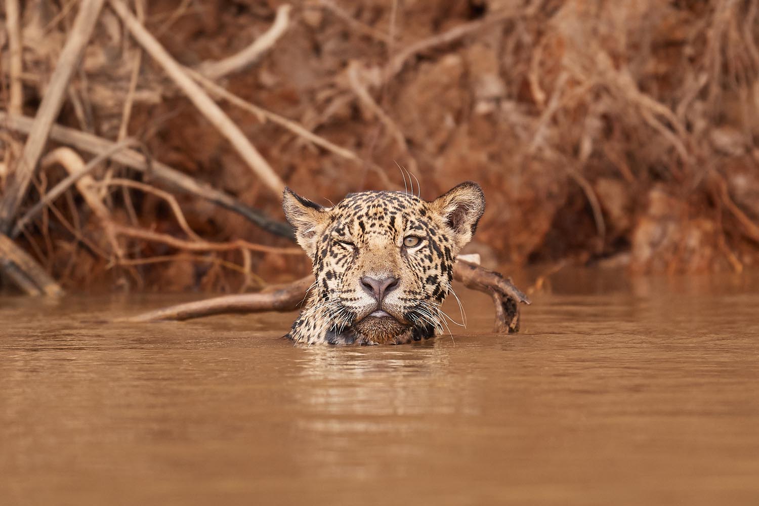 JAGUAR
