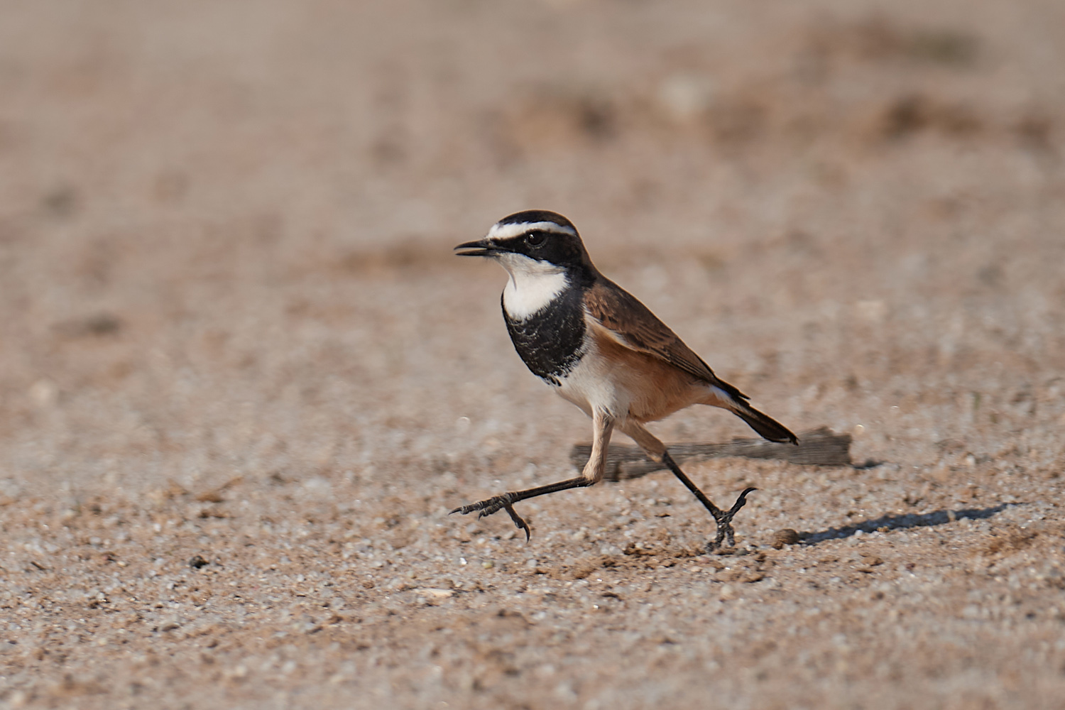 ELSTERSCHMÄTZER – CAPPED WHEATEAR