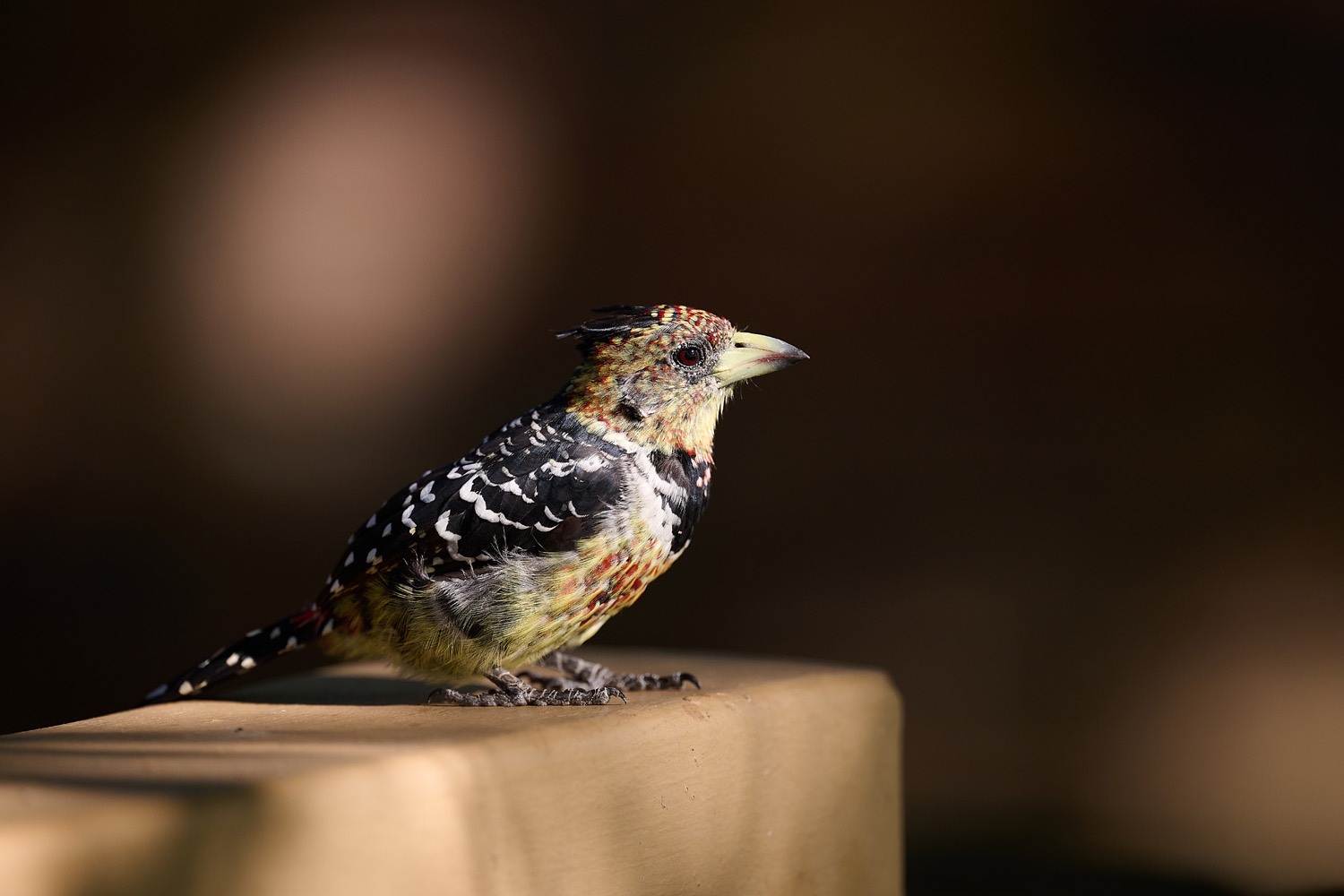 HAUBENBARTVOGEL - CRESTED BARBET