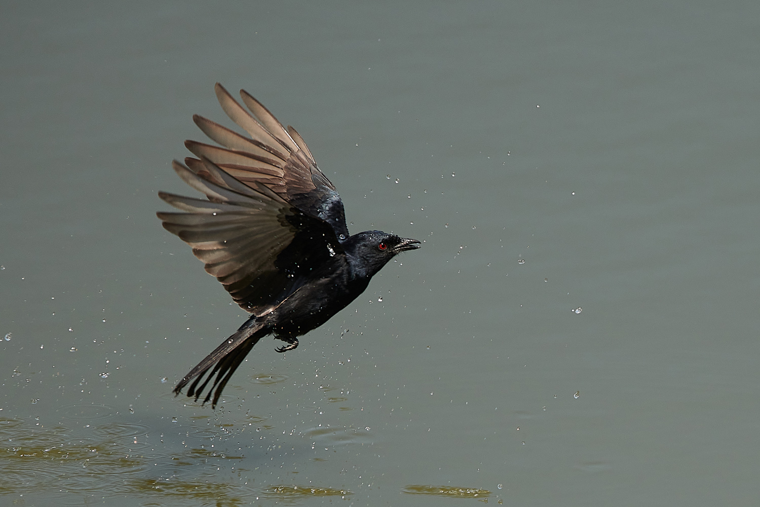 TRAUERDRONGO - FORK-TAILED DRONGO