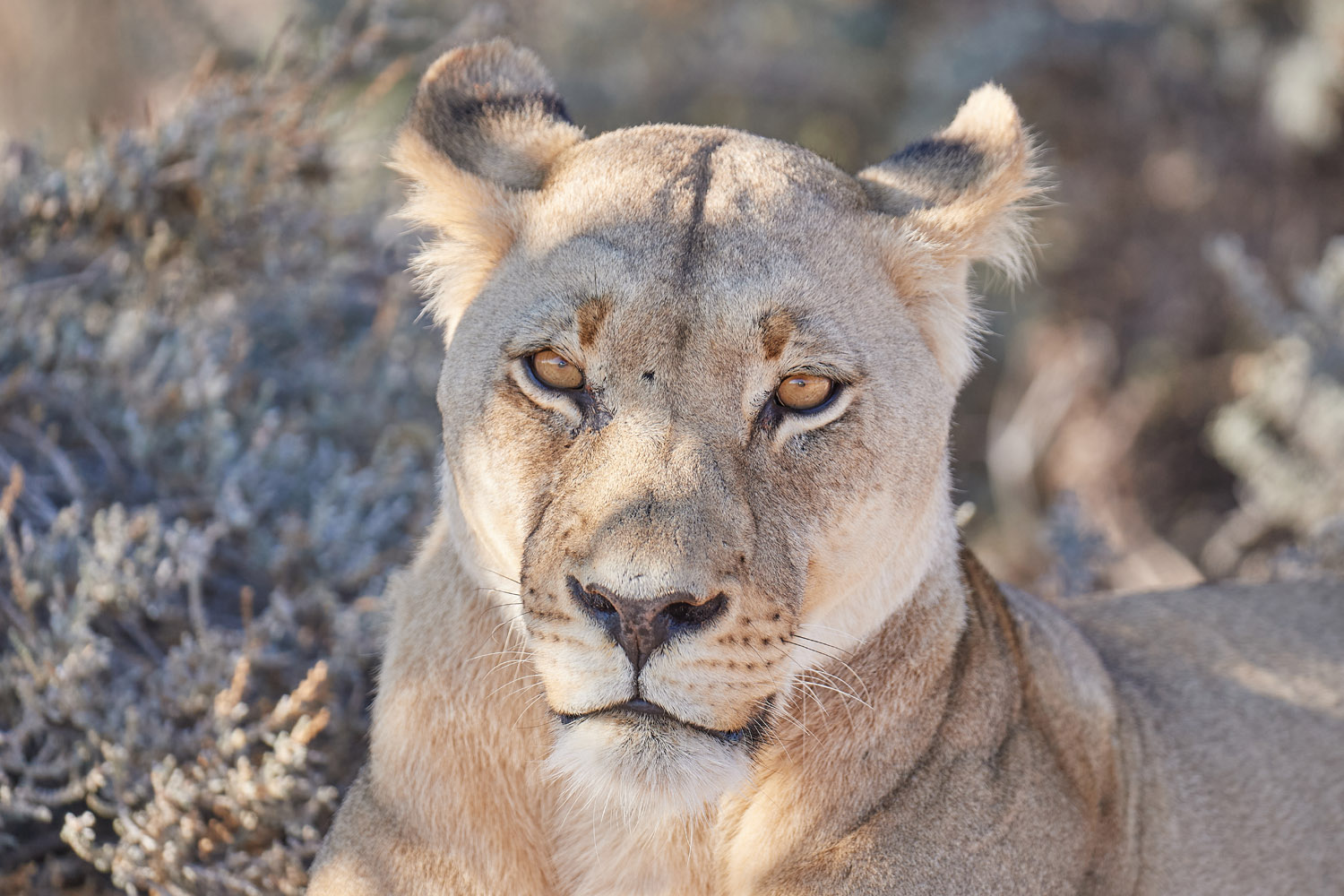 LÖWE - LION