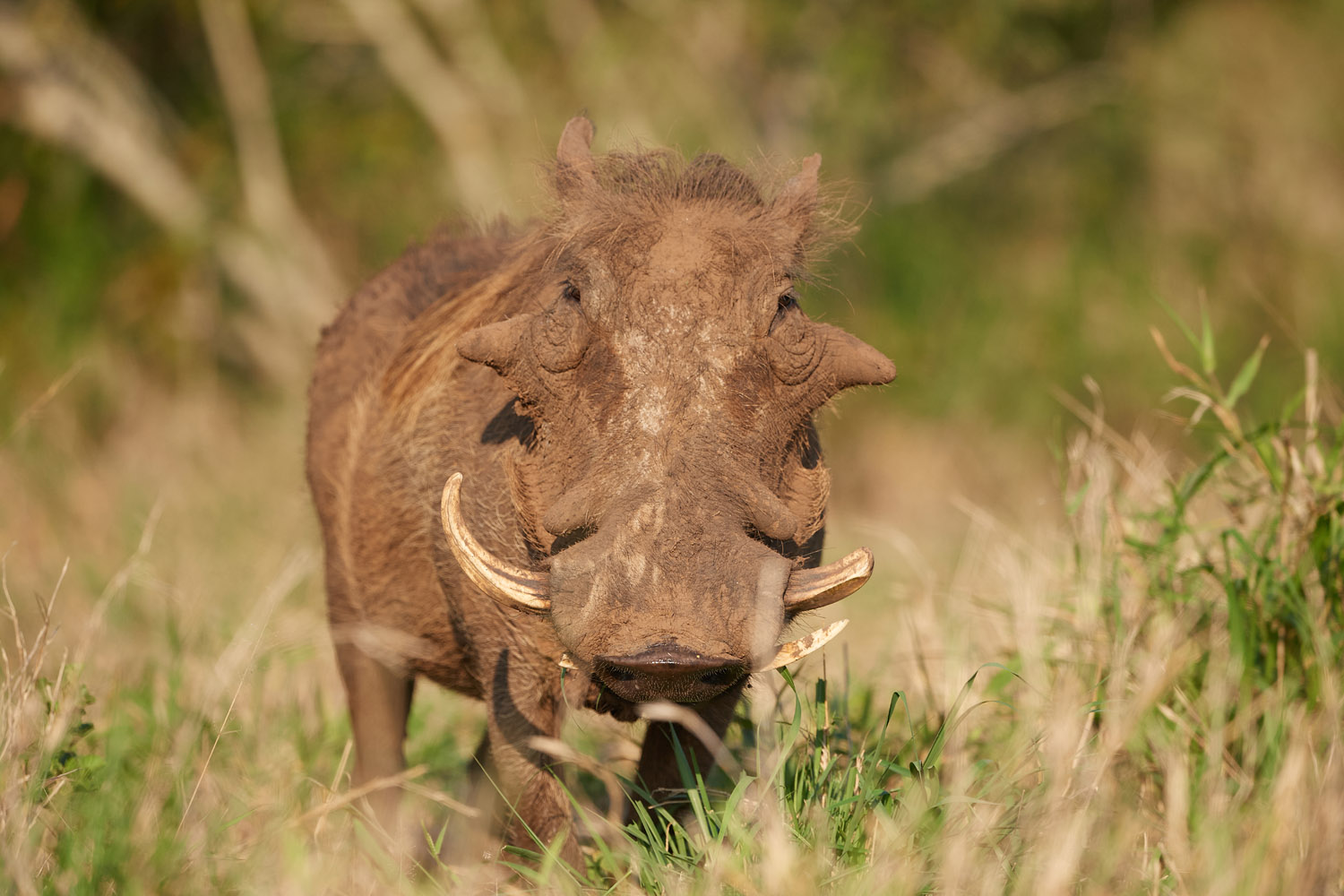 WARZENSCHWEIN - WARTHOG