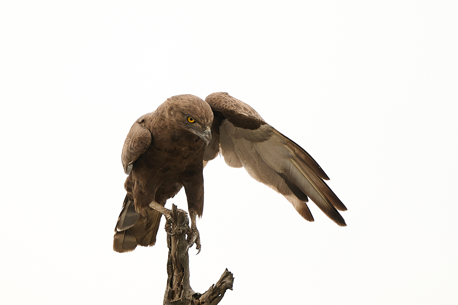 BRAUNER SCHLANGENADLER - BROWN SNAKE EAGLE