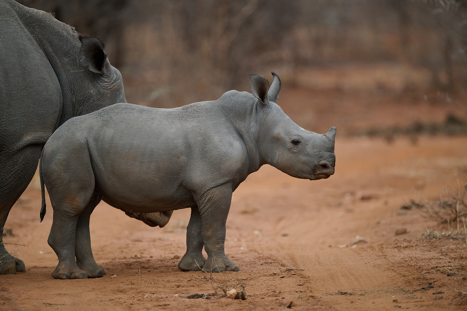BREITMAULNASHORN - WHITE RHINO