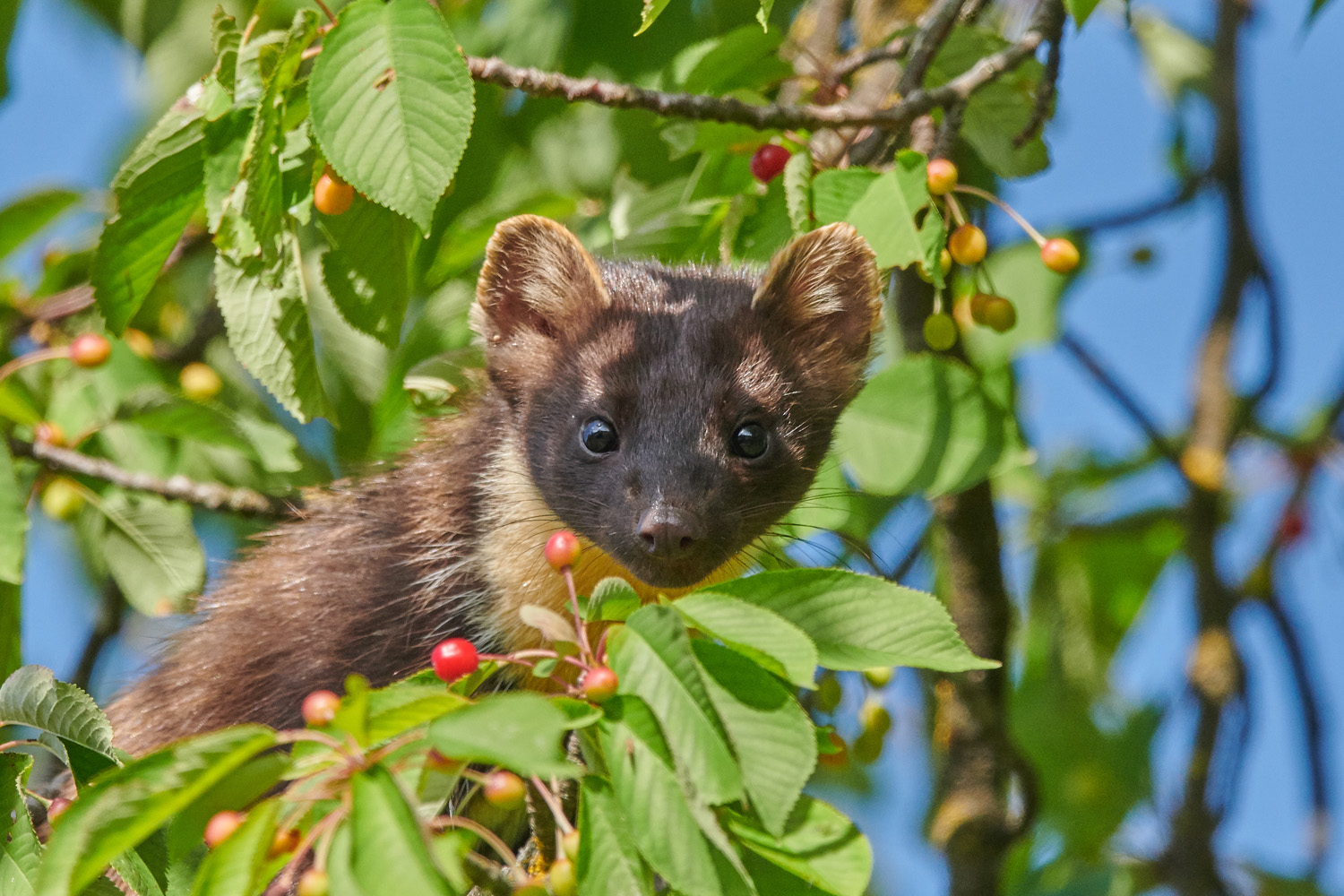 BAUMMARDER - PINE MARTEN