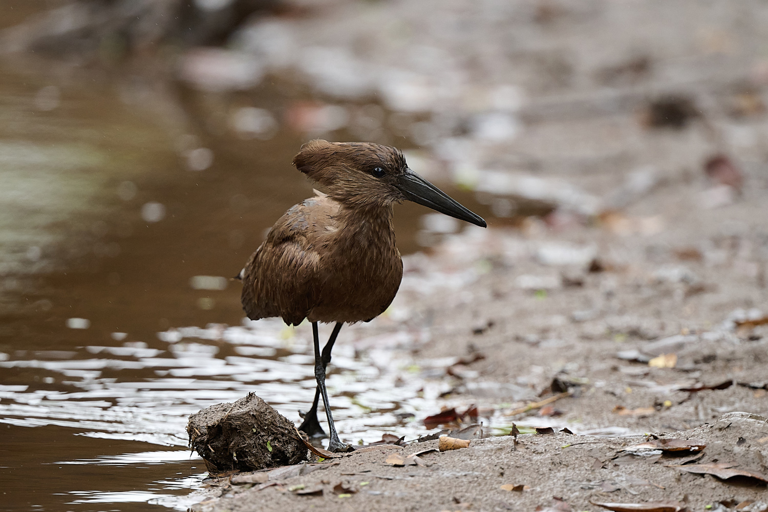 HAMMERKOPF – HAMERKOP