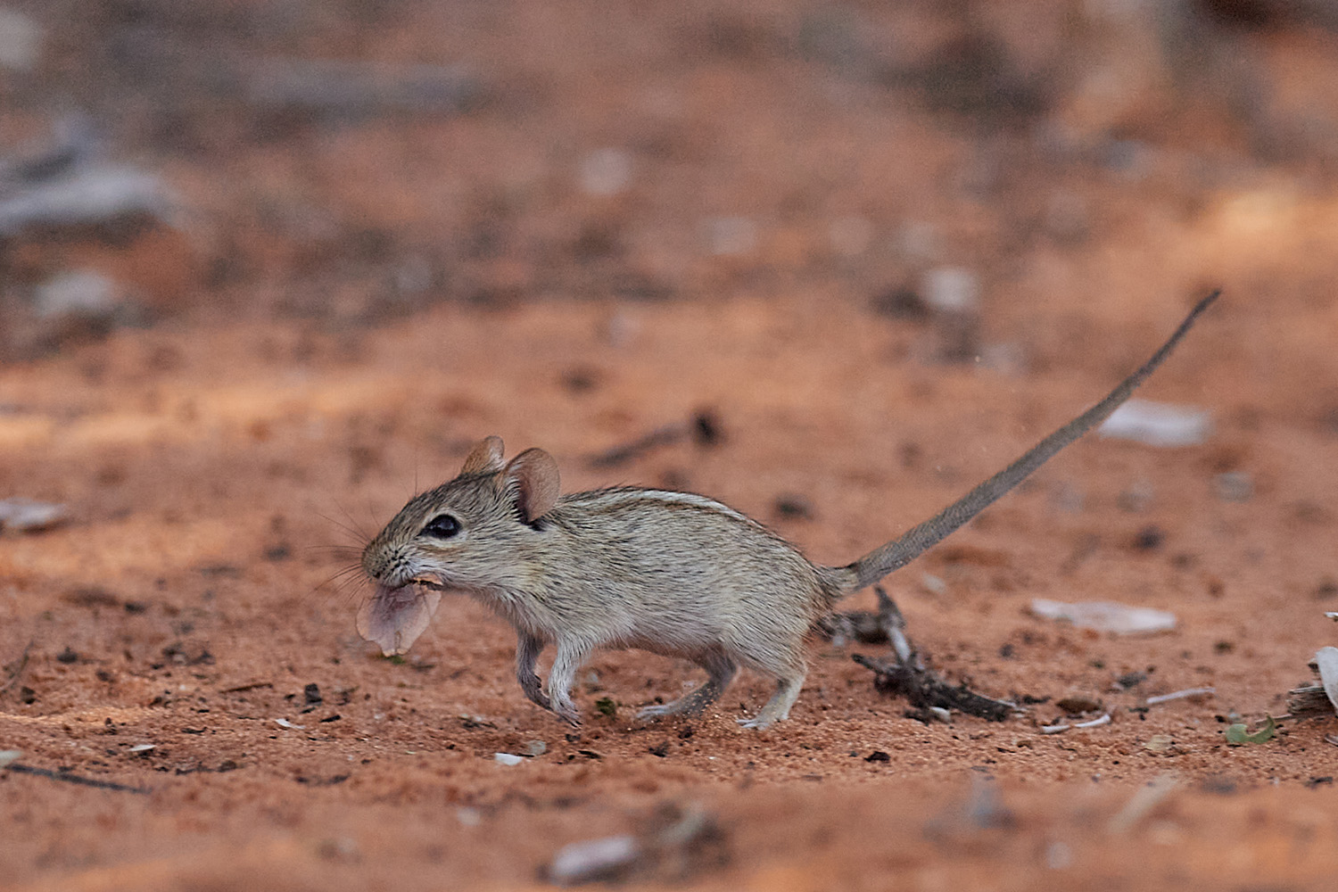 AFRIKANISCHE STRIEMEN-GRASMAUS – STRIPED GRASS MOUSE