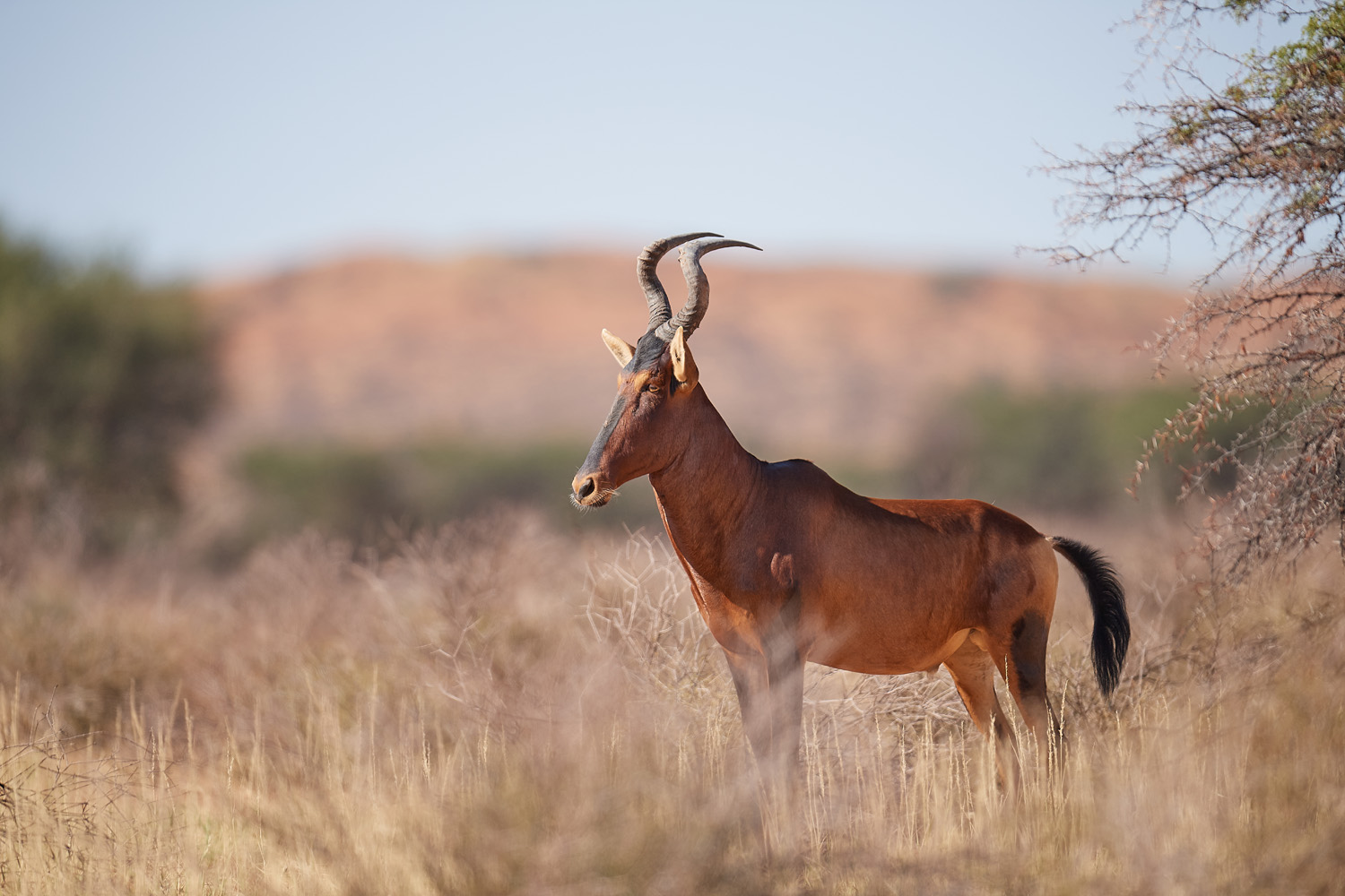 KUHANTILOPE - HARTEBEEST