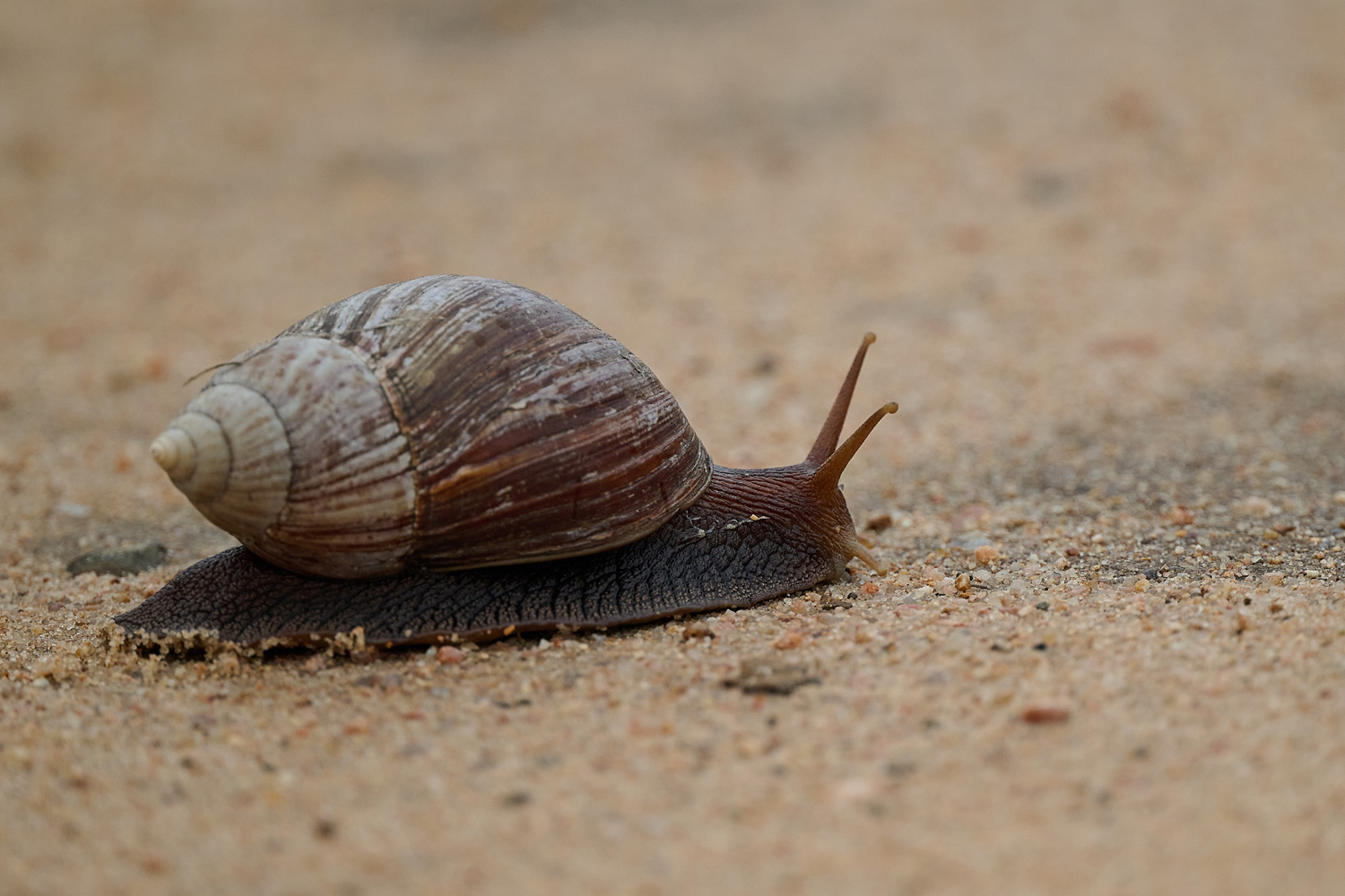 GROSSE ACHATSCHNECKE – GIANT AFRICAN LAND SNAIL