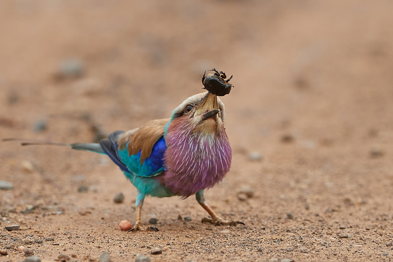 GABELRACKE - LILAC-BREASTED ROLLER