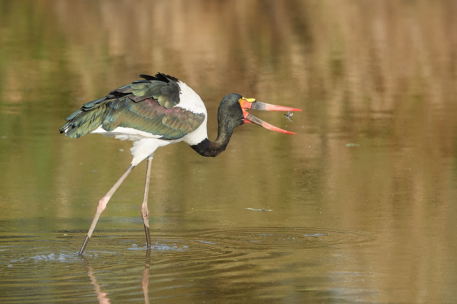 SATTELSTORCH - SADDLE-BILLED STORCK