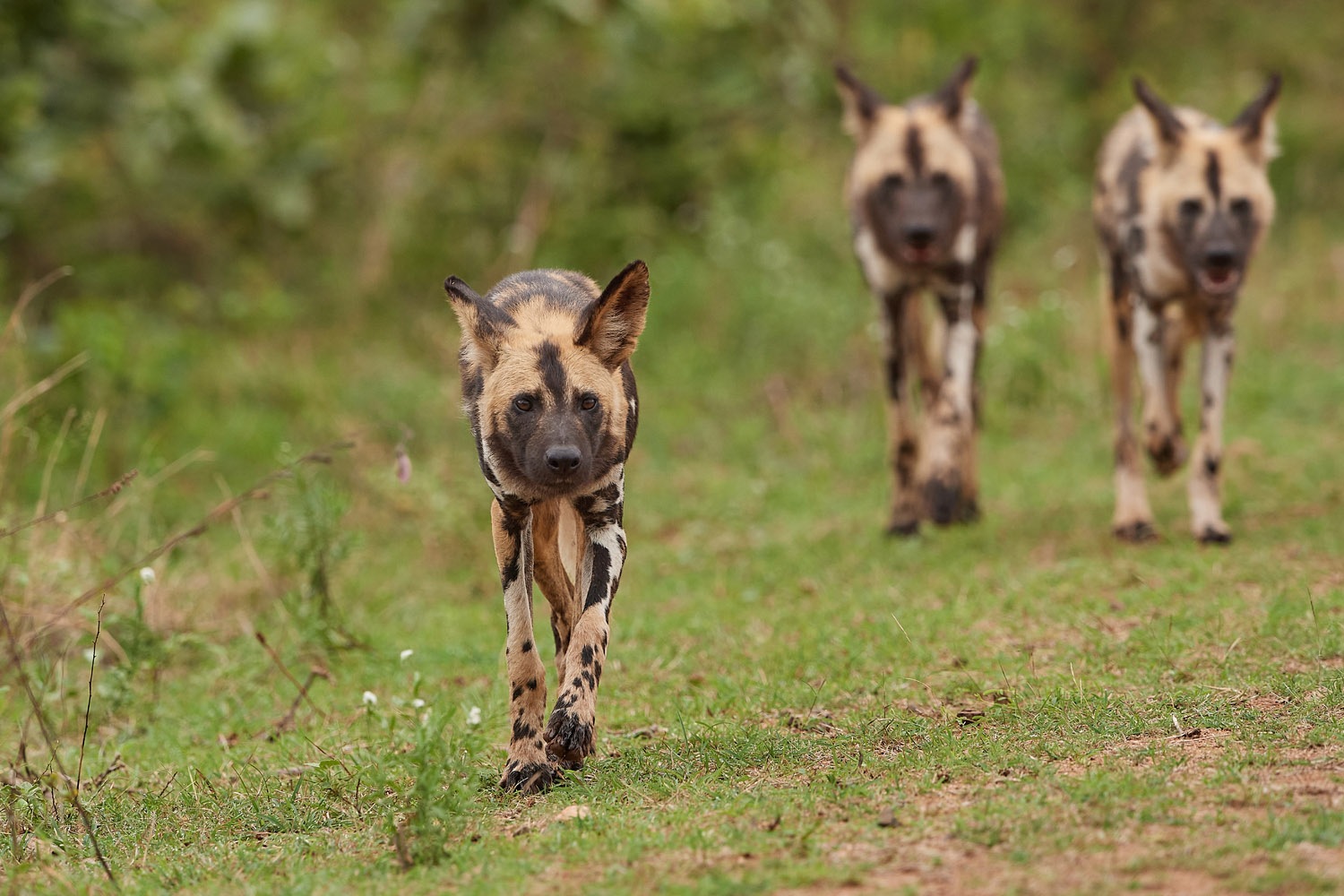 WILDHUND - WILD DOG