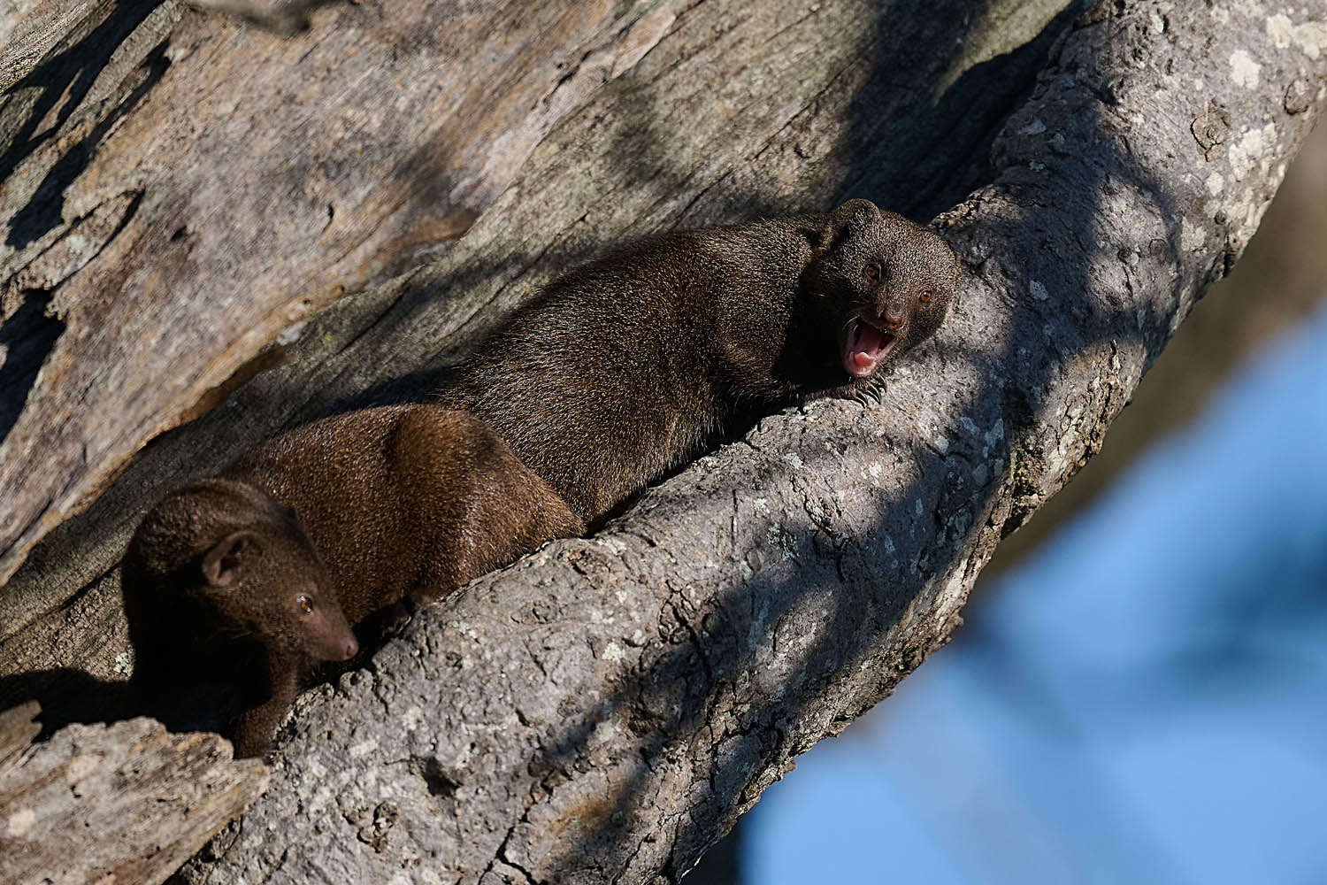 ZWERGMANGUSTE - DWARF MONGOOSE