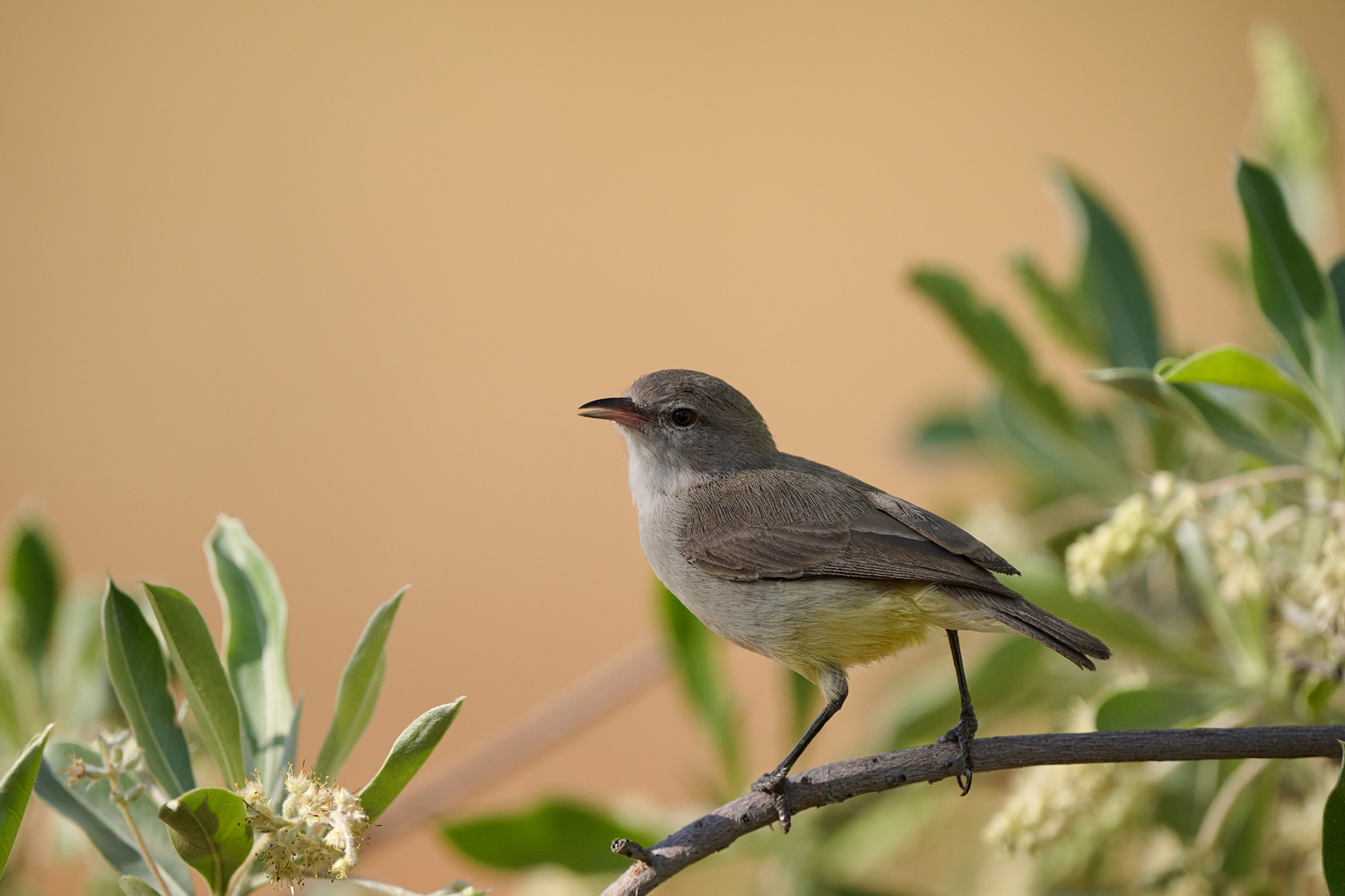 GELBBAUCHEREMOMELA – YELLOW-BELLIED EREMOMELA