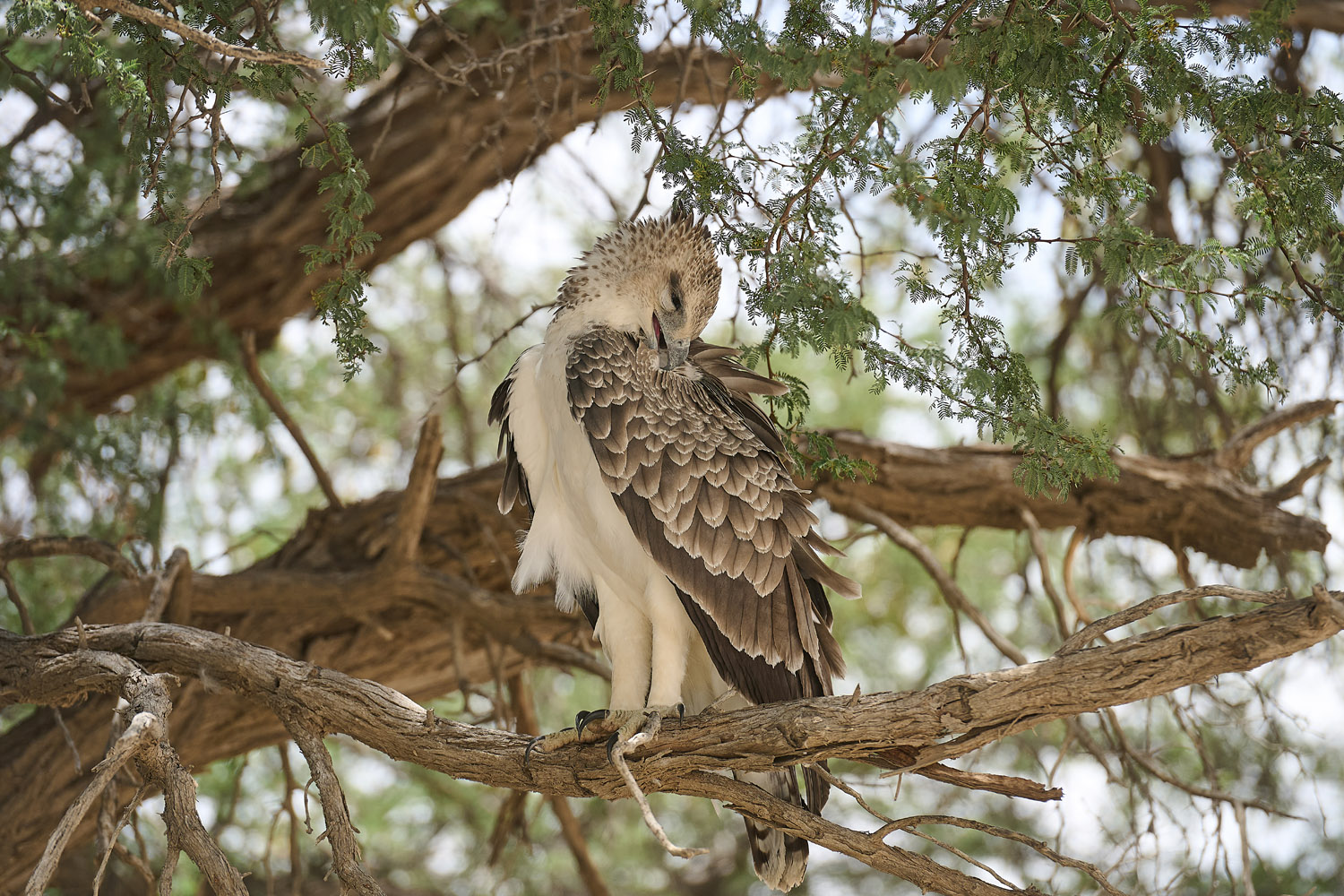 KAMPFADLER - MARTIAL EAGLE