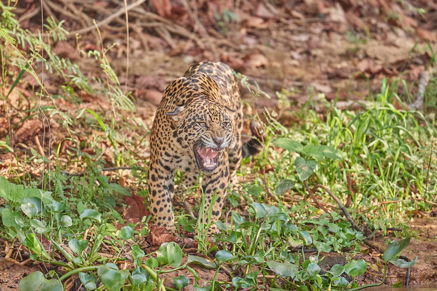 JAGUAR