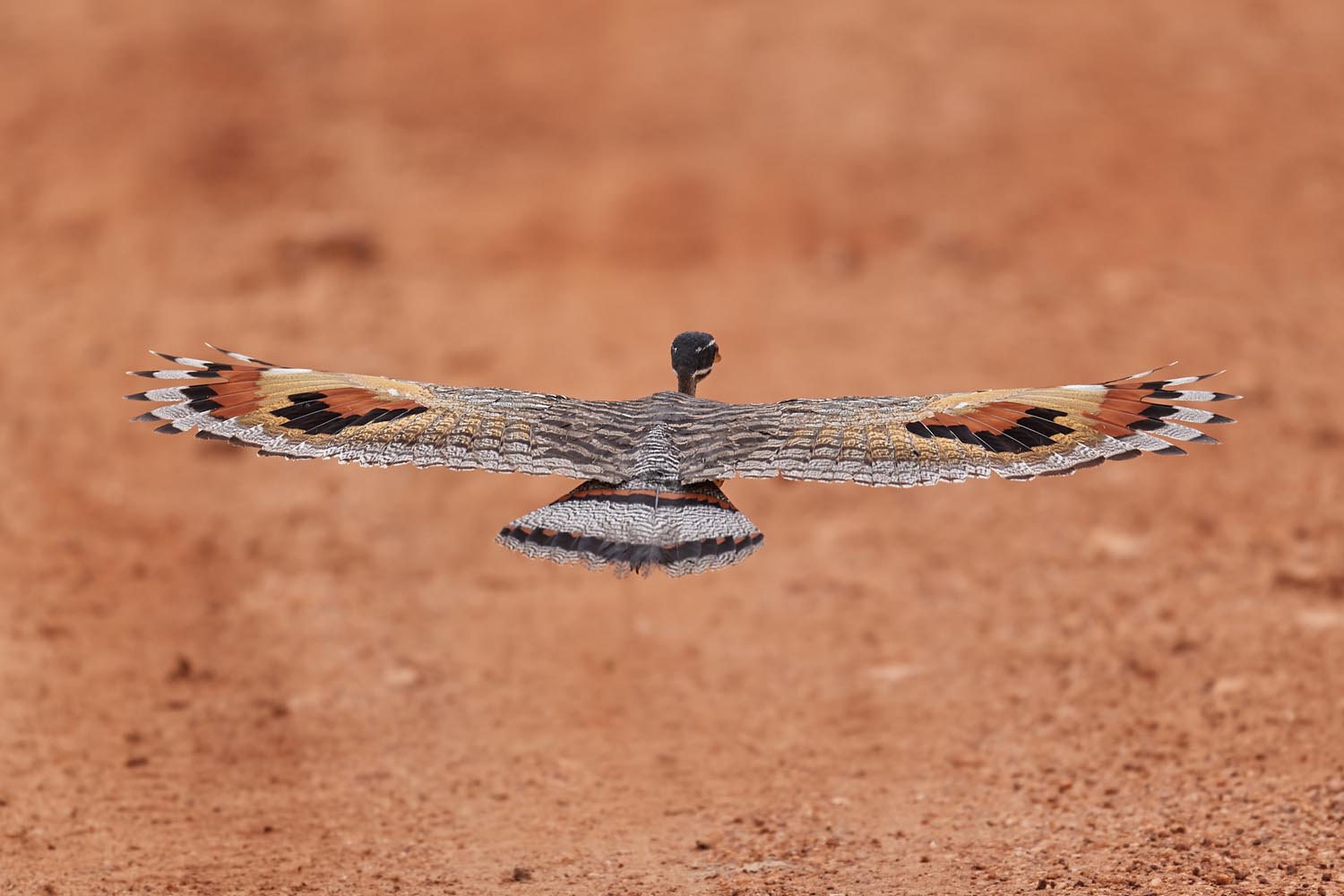 SONNENRALLE – SUNBITTERN