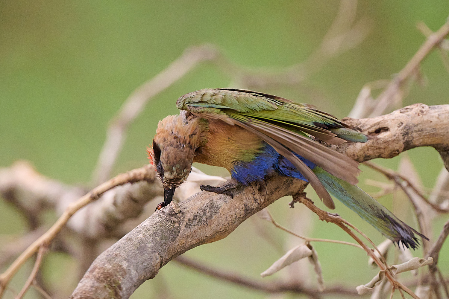 WEISSSTIRNSPINT - WHITE-FRONTED BEE-EATER