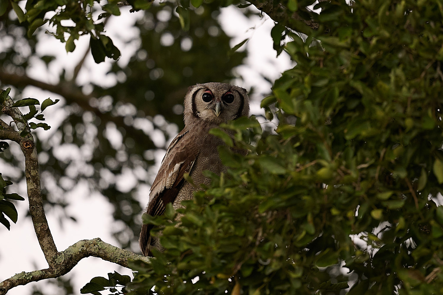 BLASSUHU – VERREAUX´S EAGLE OWL