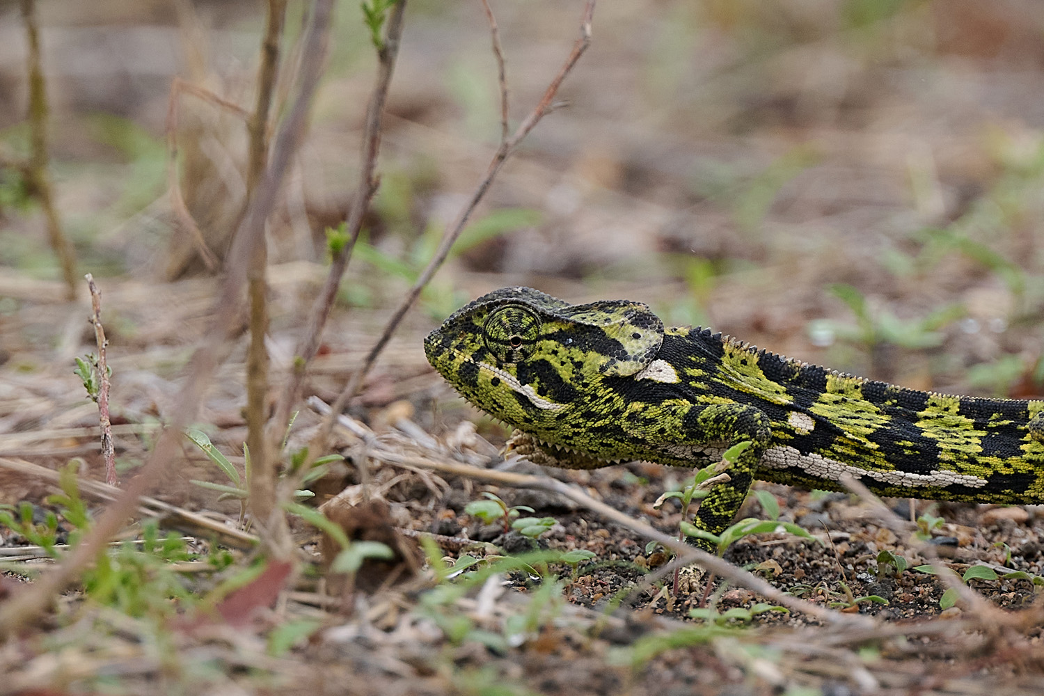 CHAMÄLEON – CHAMELEON