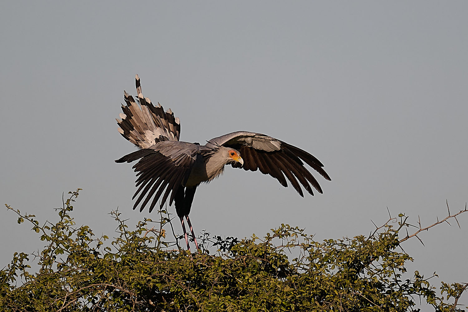 SEKRETÄR - SECRETARYBIRD