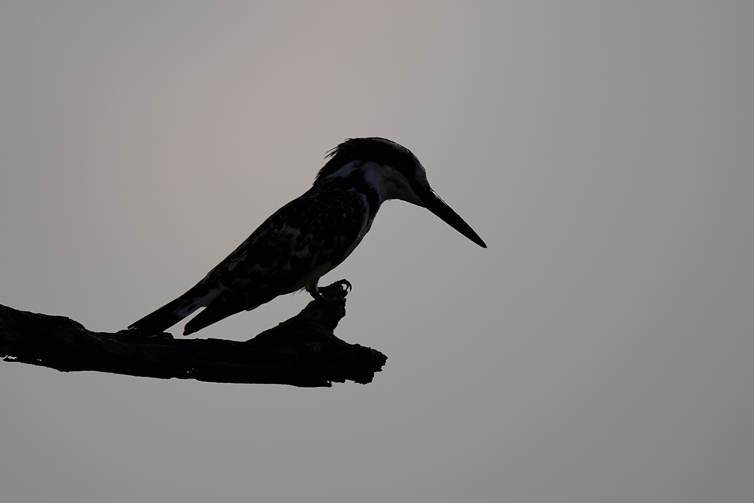 GRAUFISCHER - PIED KINGFISHER