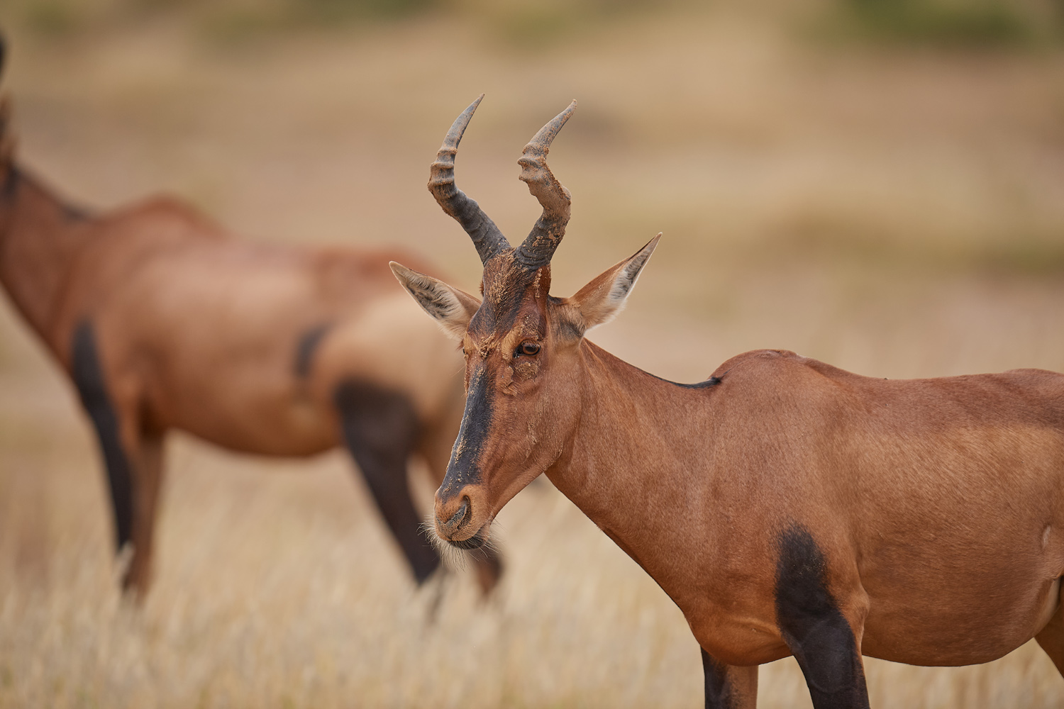 KUHANTILOPE - HARTEBEEST