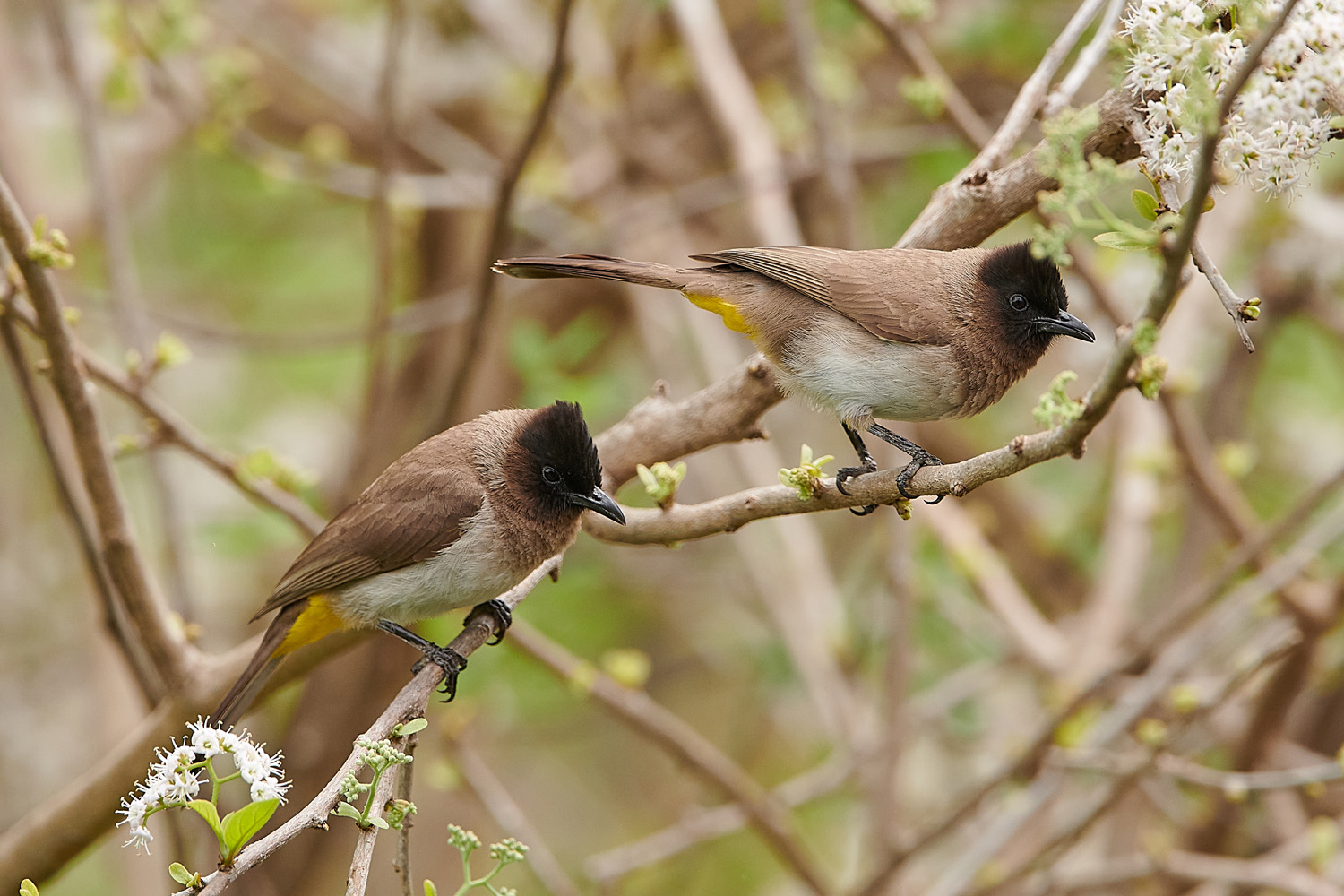 GELBSTEISSBÜLBÜL - DARK-CAPPED BULBUL