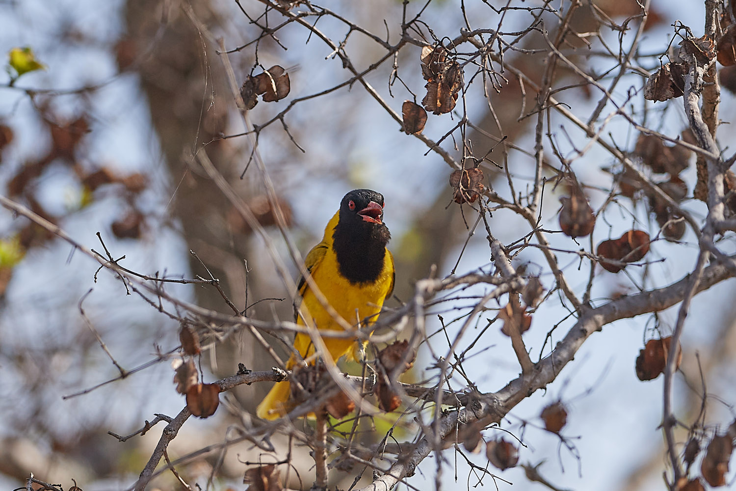 MASKENPIROL - BLACK-HEADED ORIOLE