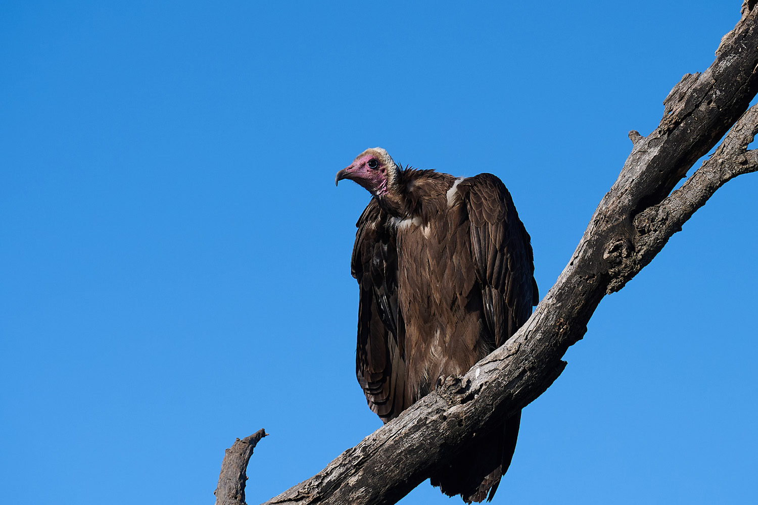 KAPPENGEIER – HOODED VULTURE