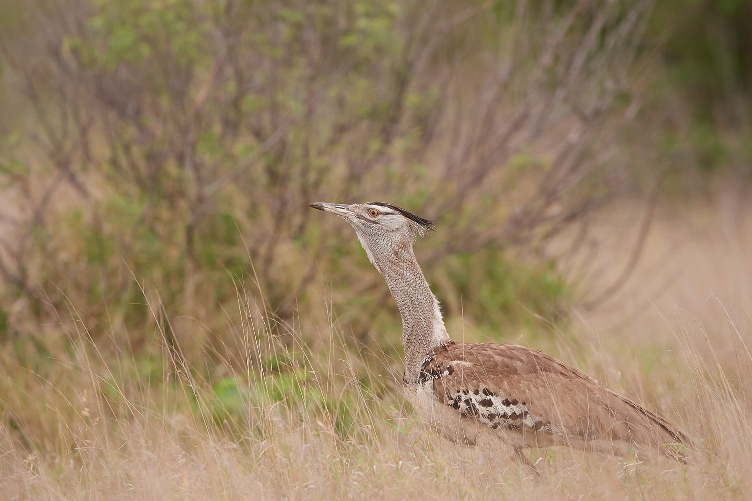 RIESENTRAPPE - KORI BUSTARD