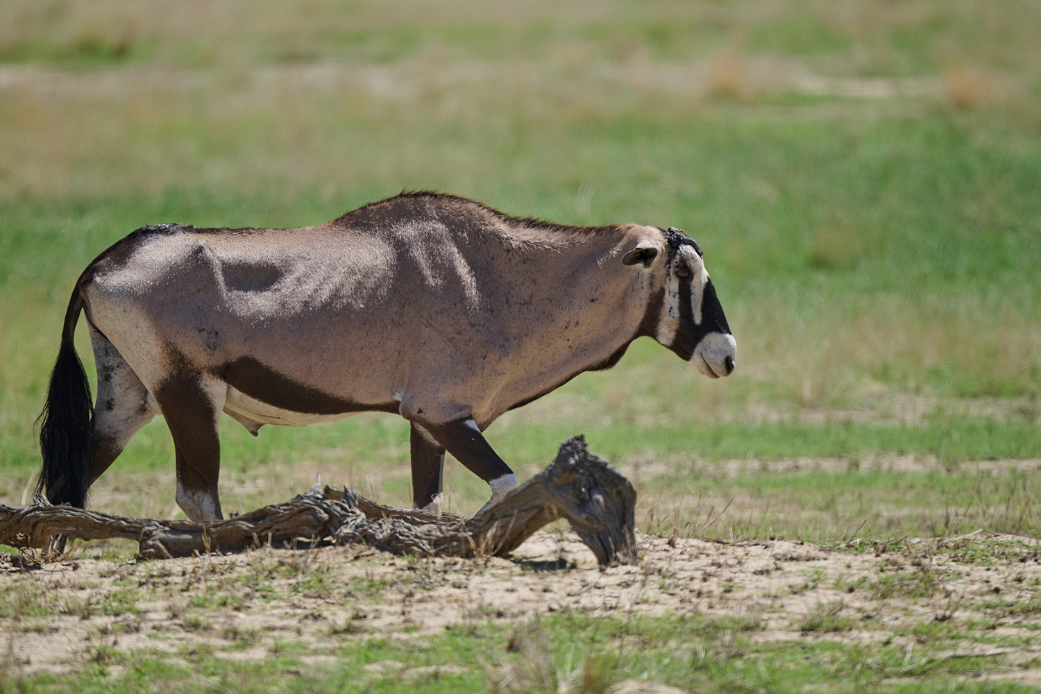 ORYX (SPIESSBOCK) - GEMSBOK