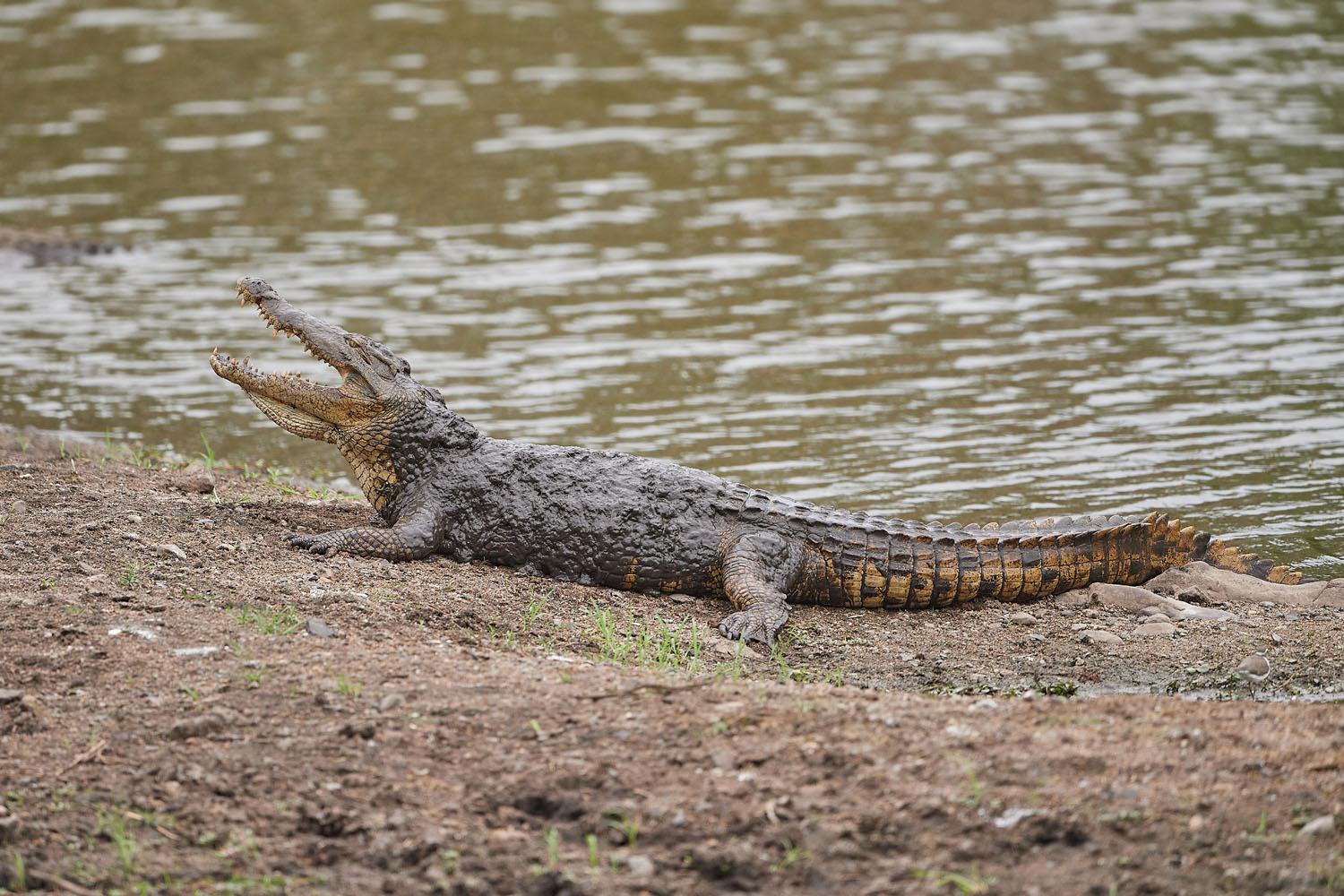 NILKROKODIL - CROCODILE