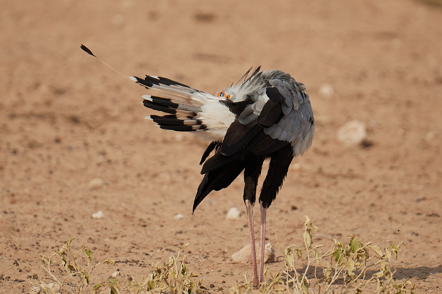 SEKRETÄR - SECRETARYBIRD