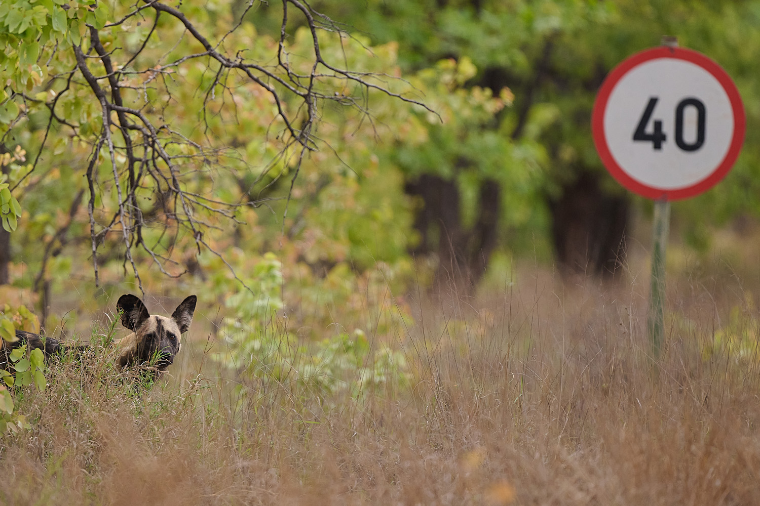 WILDHUND - WILD DOG