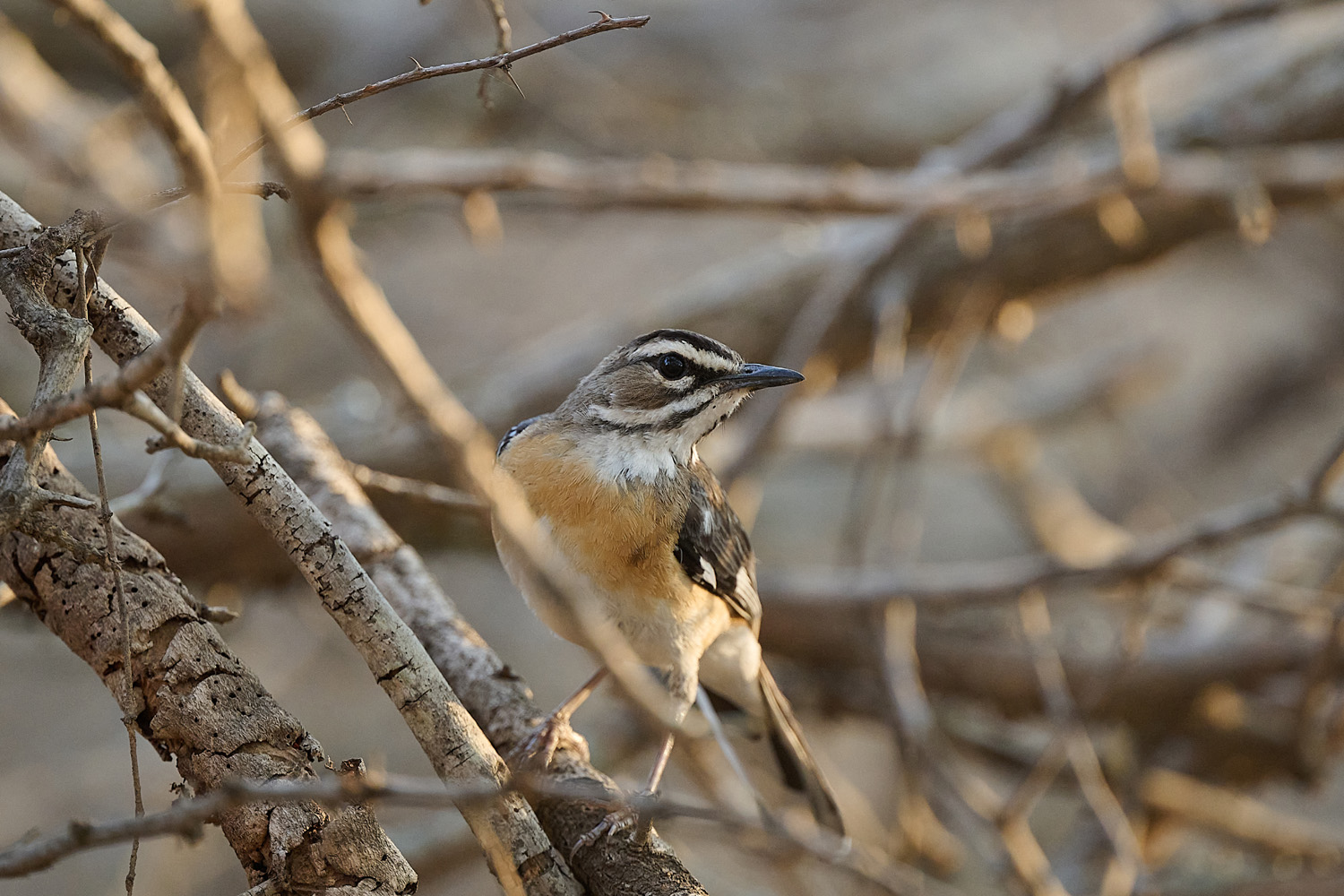 BARTHECKENSÄNGER BEARDED SCRUB-ROBIN