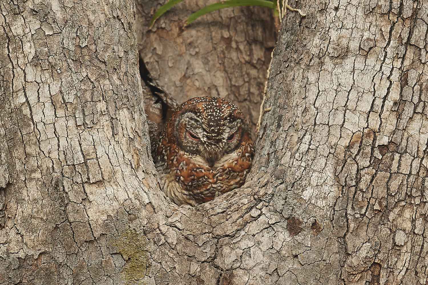 MANGOKAUZ - MOTTED WOOD OWL