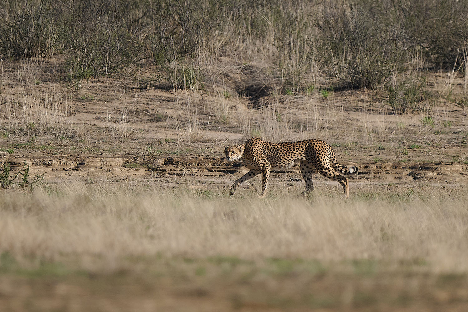 GEPARD – CHEETAH