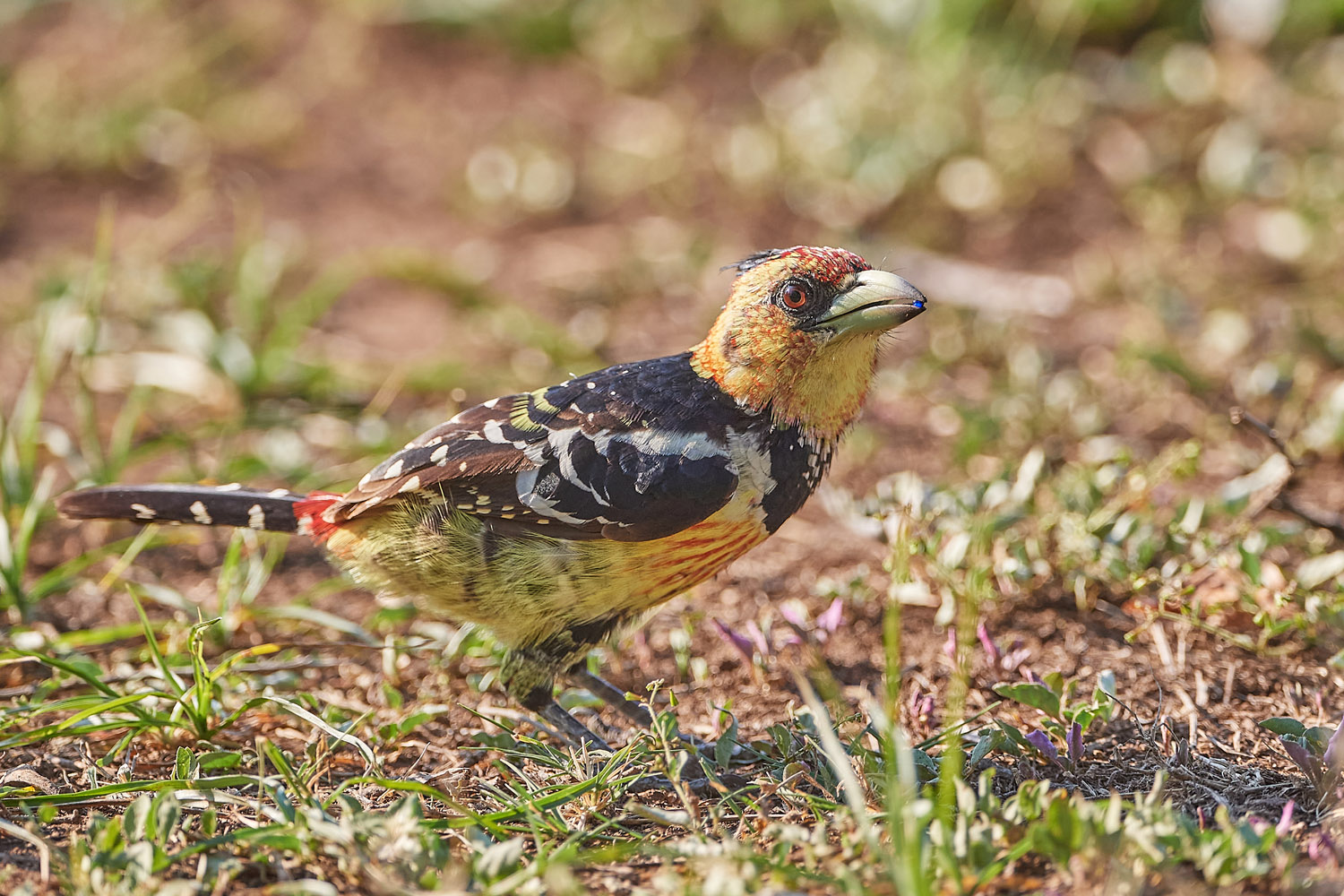 HAUBENBARTVOGEL - CRESTED BARBET