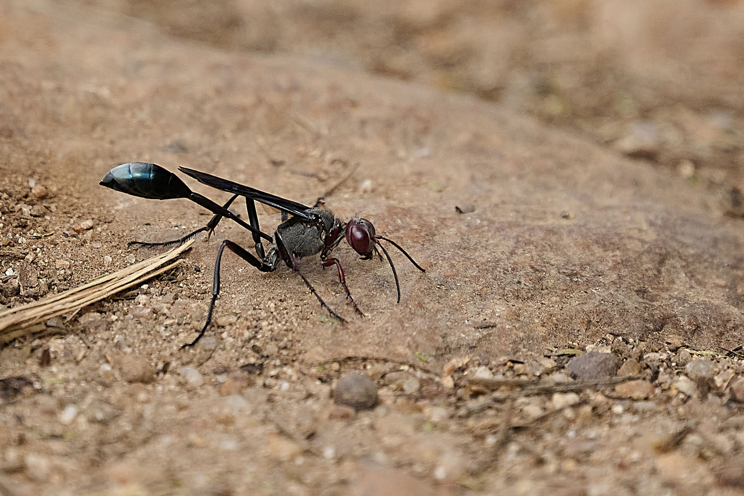 SANDWESPE - SAND WASP