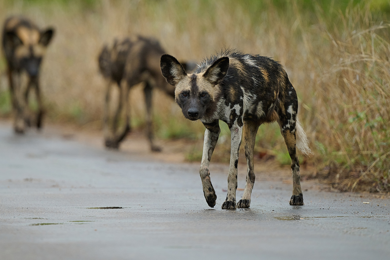 WILDHUND - WILD DOG