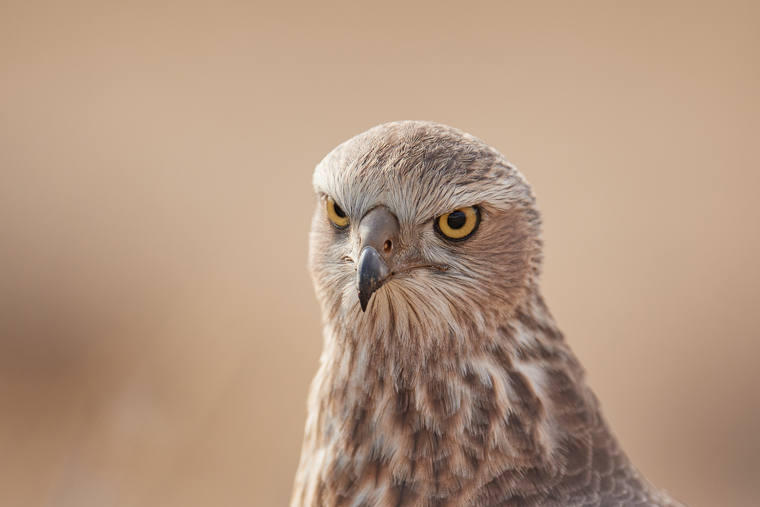 GRAUBÜRZEL-SINGHABICHT - DARK CHANTING GOSHAWK