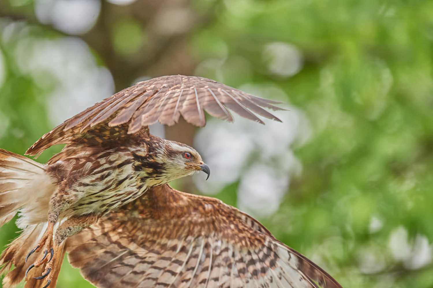 SCHNECKENMILAN – SNAIL KITE