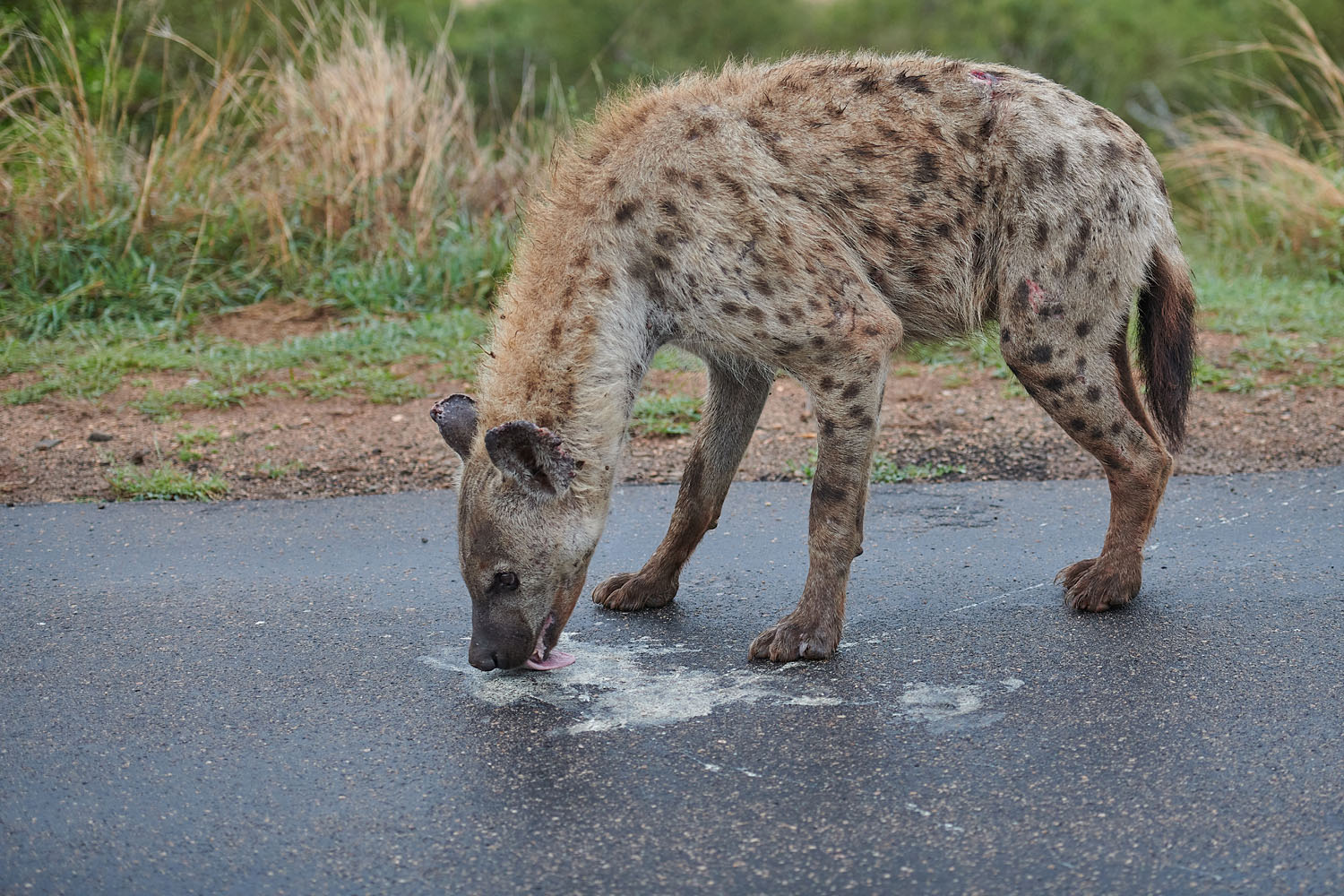 TÜPFELHYÄNE – SPOTTED HYENA