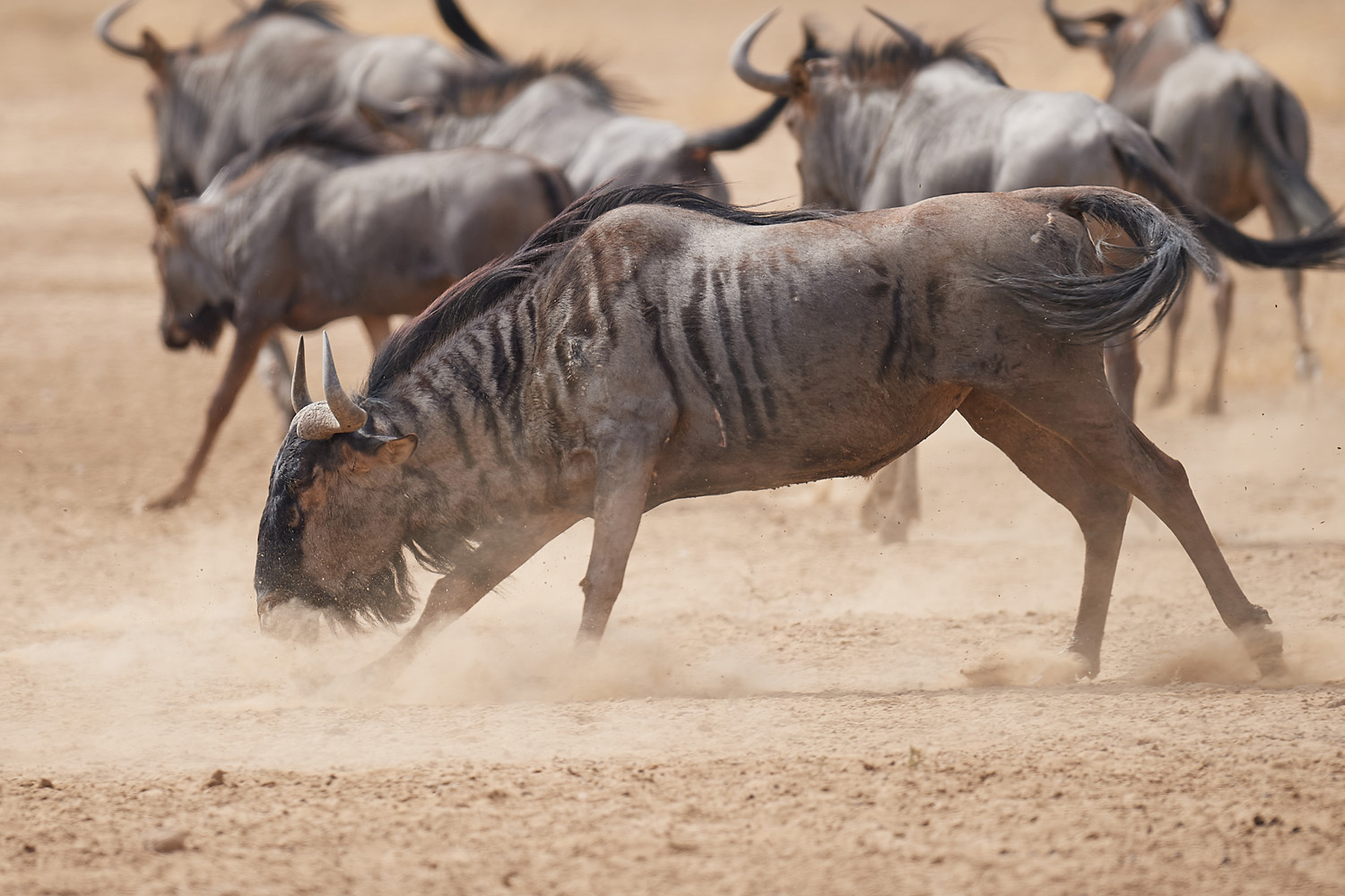 GNU – WILDEBEEST