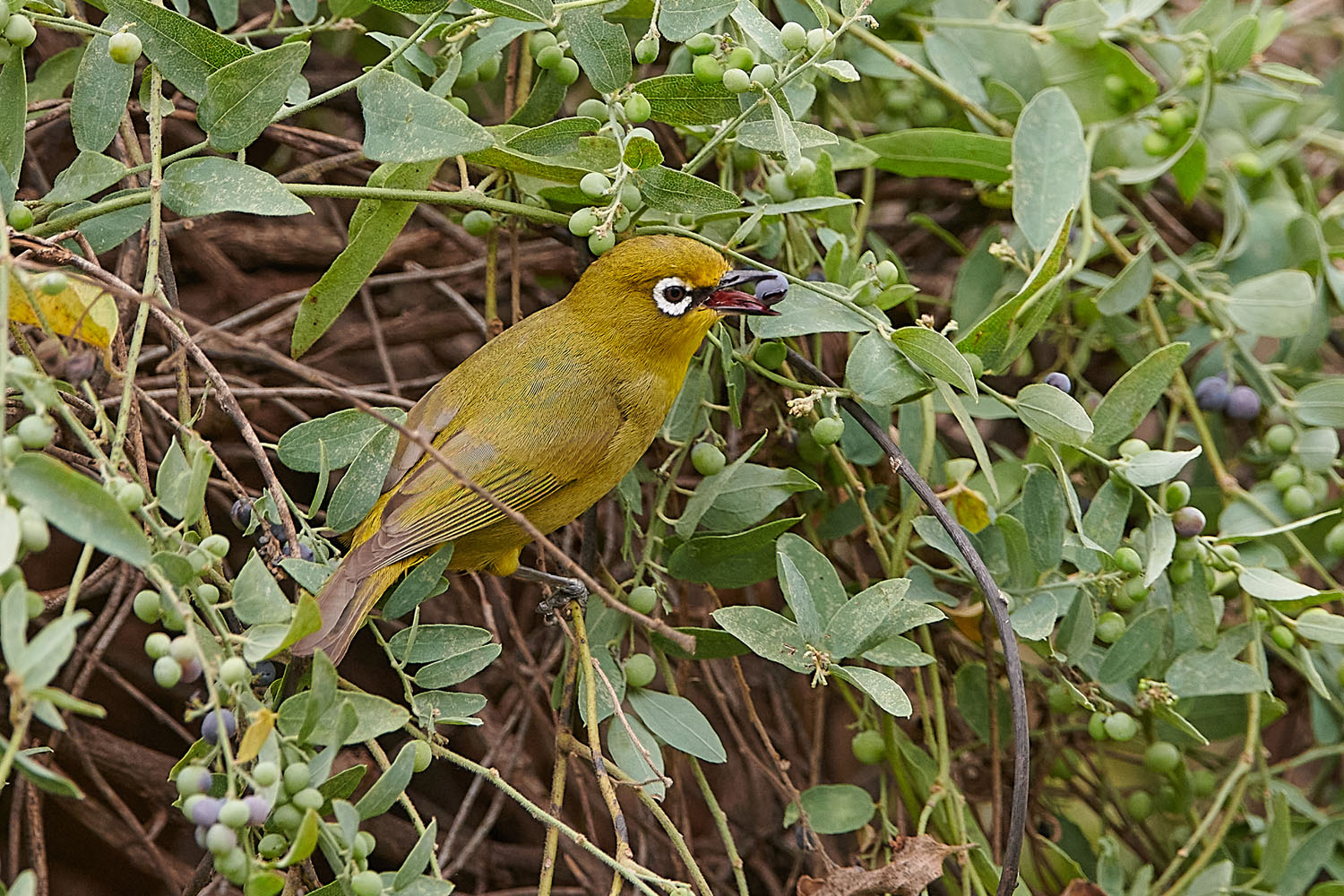 KAPBRILLENVOGEL – CAPE WHITE-EYE