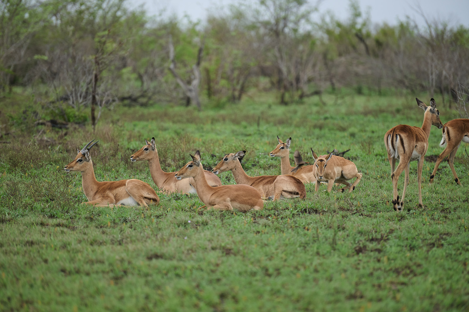 IMPALA