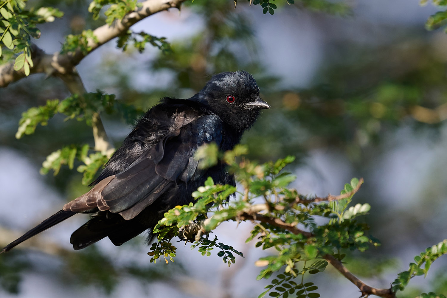 TRAUERDRONGO - FORK-TAILED DRONGO
